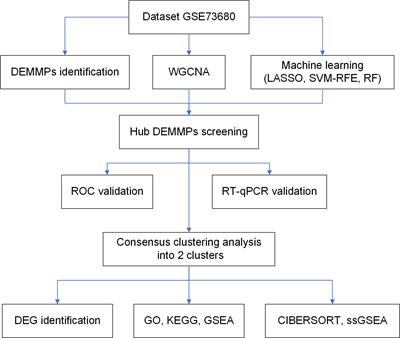 Bioinformatics analysis reveals the potential role of matrix metalloproteinases in immunity and urolithiasis